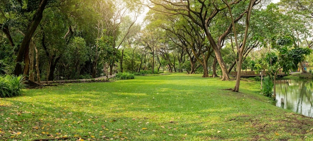 Parque verde en el panorama matutino