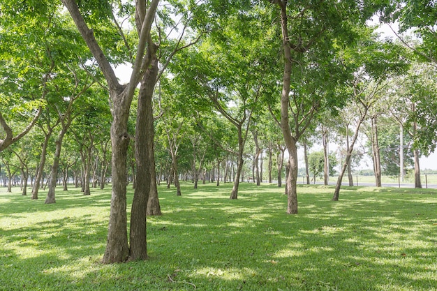 Parque verde publico