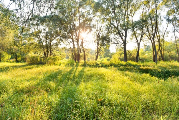 Parque verde soleado. Paisaje con sol brillando a través de árboles