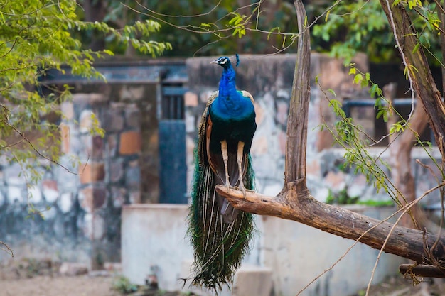 Parque zoológico nacional nova deli índia