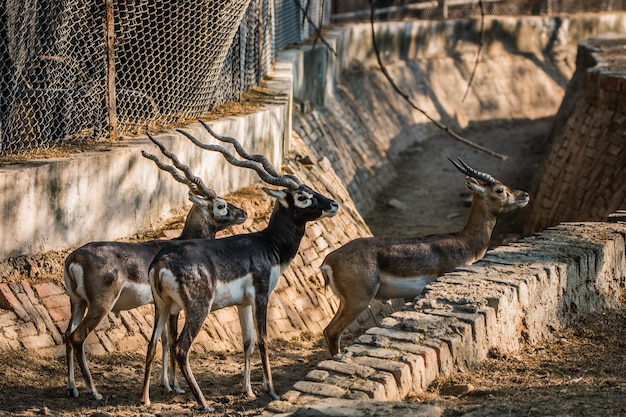 Parque Zoológico Nacional Nova Deli Índia