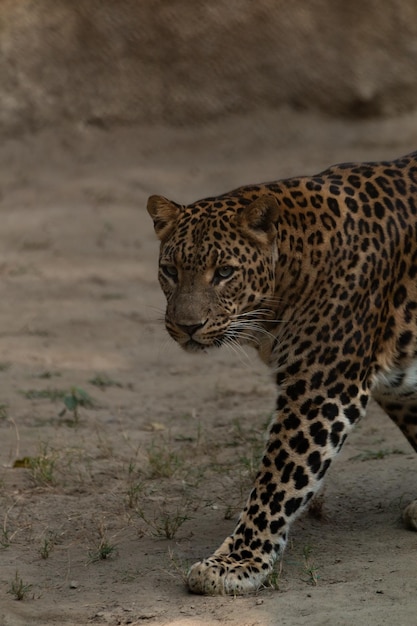 Parque Zoológico Nacional Nueva Delhi India