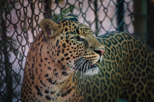 Parque Zoológico Nacional Nueva Delhi India