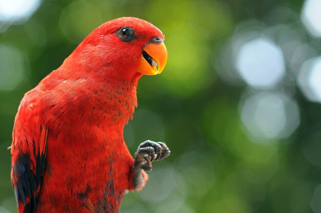 Parrot macaw parrots bird