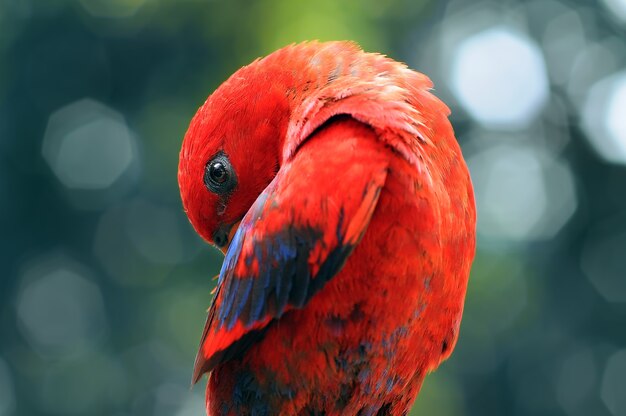 Parrot macaw parrots bird