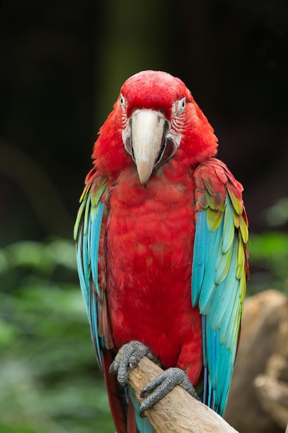 Parrot