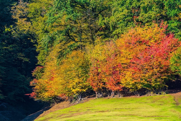 Parrotia persica-Bäume in der Herbstsaison