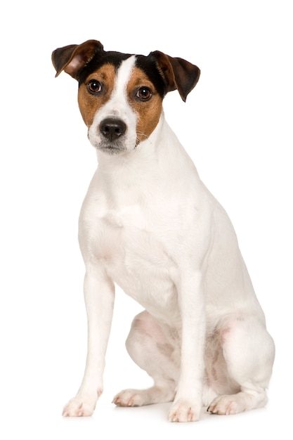 Parson russell terrier com 2 anos. retrato de cachorro isolado