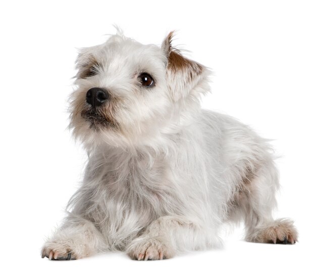 Parson Russell Terrier tumbado delante de un fondo blanco.