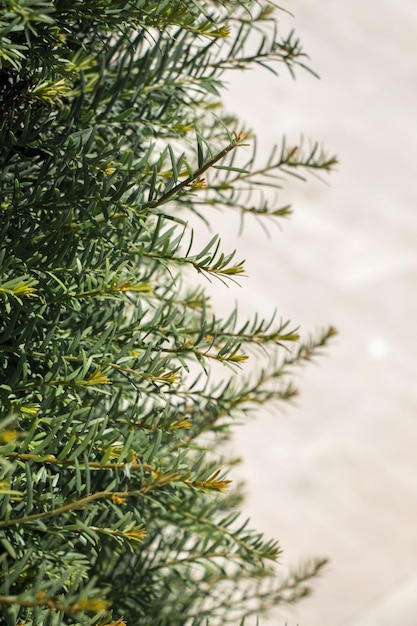 Parte de un árbol y hojas como textura de fondo natural