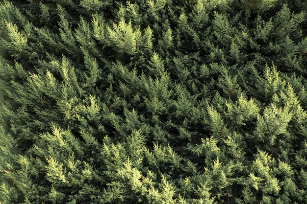 Parte de un árbol y hojas como textura de fondo