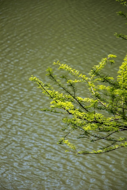 Parte de un árbol en un jardín está a la vista