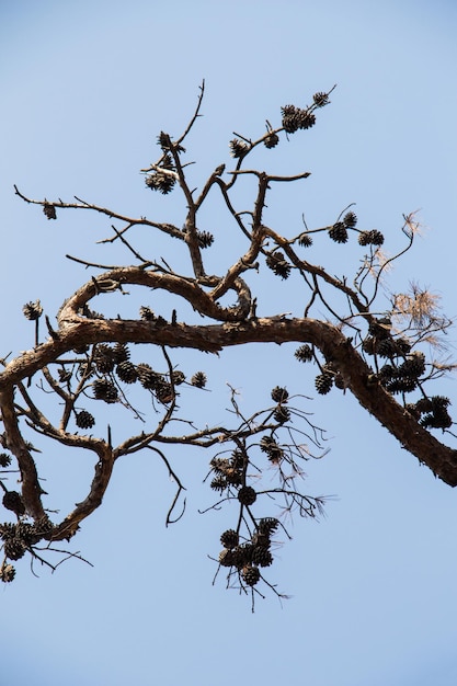 Parte de un árbol en un jardín a la vista