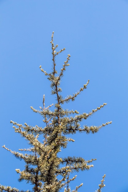 Parte de un árbol en un jardín a la vista