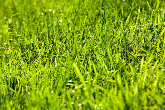 Parte del campo donde crece la hierba verde