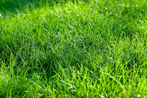 Parte del campo donde crece la hierba verde