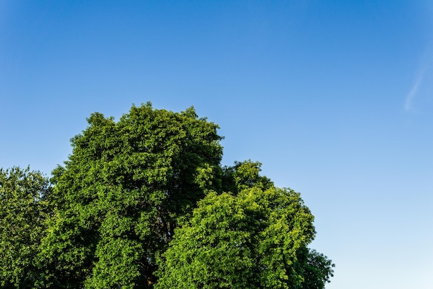 Parte de la corona de un árbol con follaje verde contra el fondo de un cielo azul claro