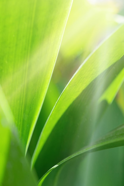 Parte da bela folha verde fecha o tiro para mostrar o padrão e a textura da folha