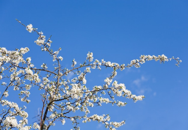 Parte da cerejeira em flor na superfície do céu azul