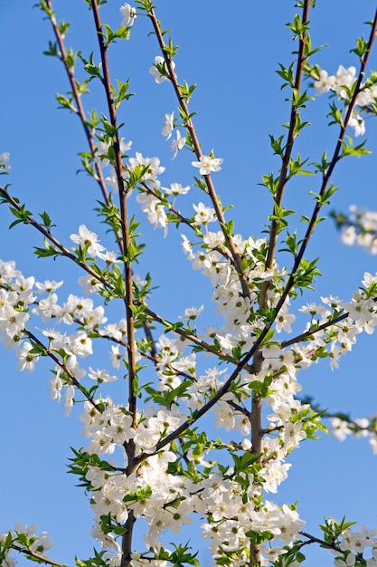 Parte da cerejeira em flor no fundo do céu azul