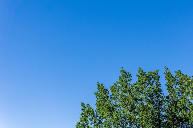 Parte da coroa de uma árvore com folhagem verde na perspectiva de um céu azul claro