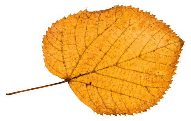 Parte de trás da folha de outono caída de tília