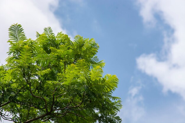 Parte de uma árvore com folhas verdes contra o céu azul e nuvens