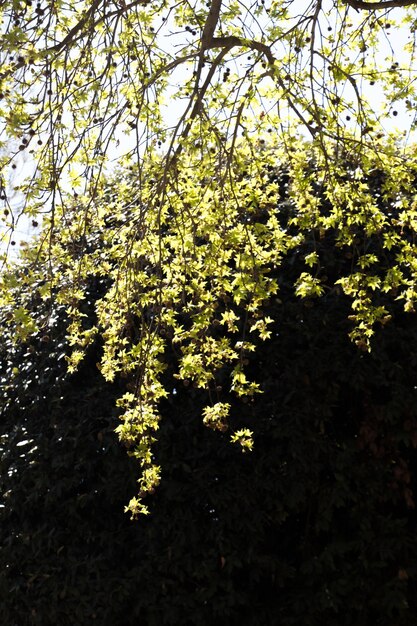 Foto parte de uma árvore em um jardim está em vista