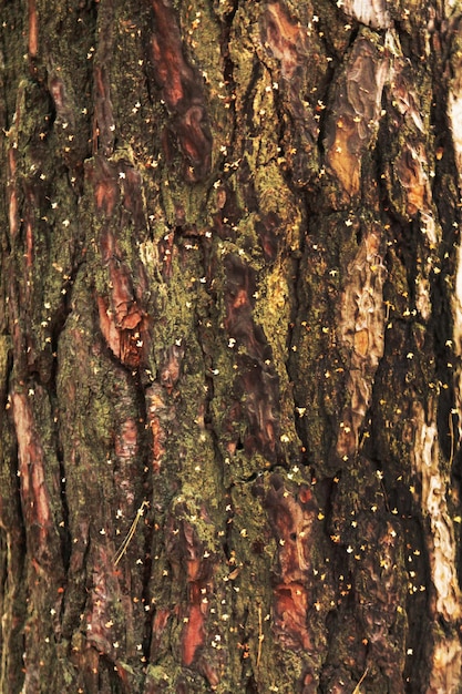 Parte de uma textura de casca de pinheiro de tronco de pinheiro com sementes de grama