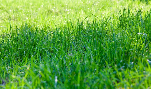 Parte do campo onde a grama verde cresce