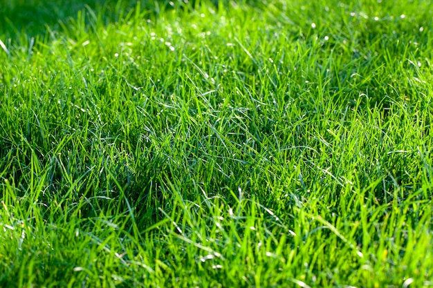 Parte do campo onde a grama verde cresce