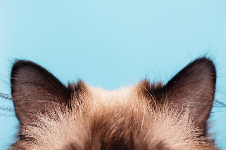 Foto parte do focinho orelhas do gato em um fundo azul o jovem gato é de raça pura