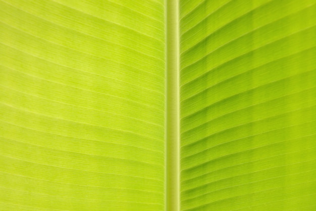Foto parte do fundo abstrato textured estrutura da folha da banana.