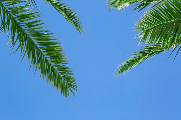 Parte dos galhos de folha de palmeira verde no lado superior do quadro no fundo do céu claro liso com modelo de design criativo de verão de espaço de cópia Quadro de galho de árvores contra o céu azul tropical