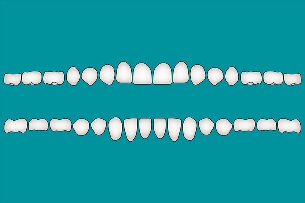 Foto parte frontal humana dos dentes