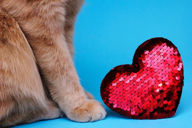 Parte de un gato rojo sentado cerca de un corazón rojo con lentejuelas. El concepto de amor y San Valentín. Amor por las mascotas.