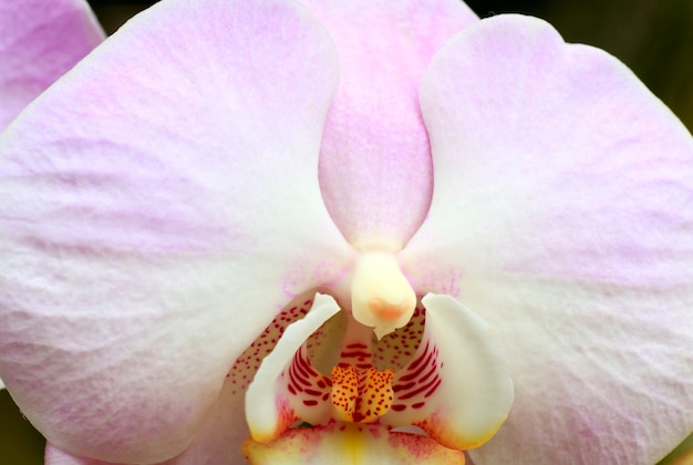 Parte hermosa de la flor de la orquídea magenta-blanca