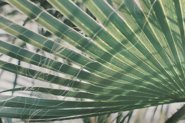 Parte de una hoja de palmera Planta exótica