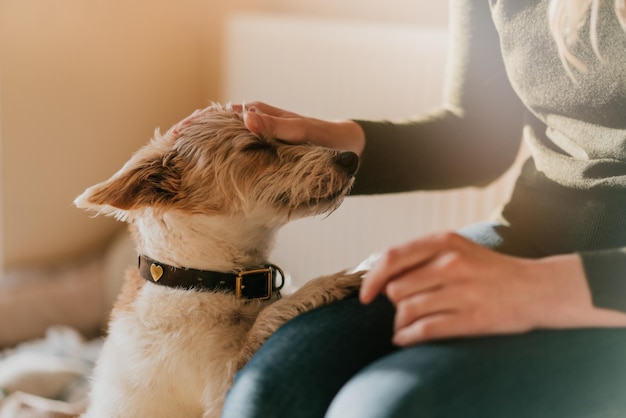 Parte intermediária de mulher com cachorro em casa