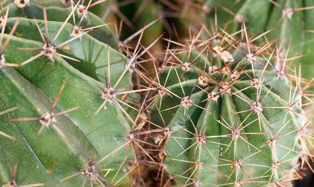 Parte de la planta de cactus de barril casero en maceta espinosa.