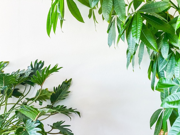 Parte de la planta verde frente a la pared blanca se moke para marco de arte