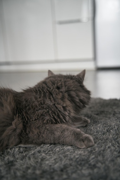 Parte posterior del gato con las orejas apuntando hacia arriba Toma interior de un gato gris