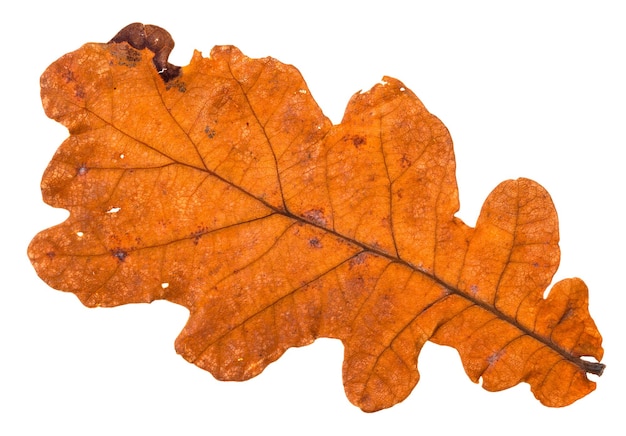 Foto parte posterior de la hoja naranja agujereada de otoño de roble