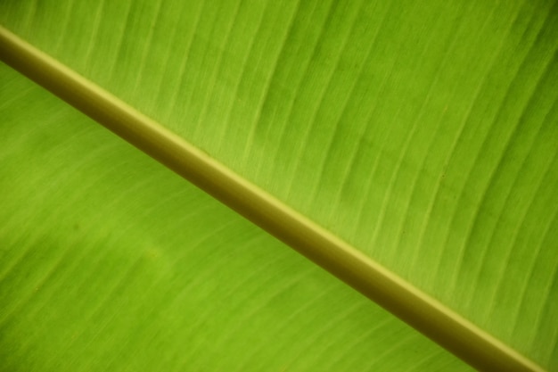 parte posterior de la hoja de plátano verde