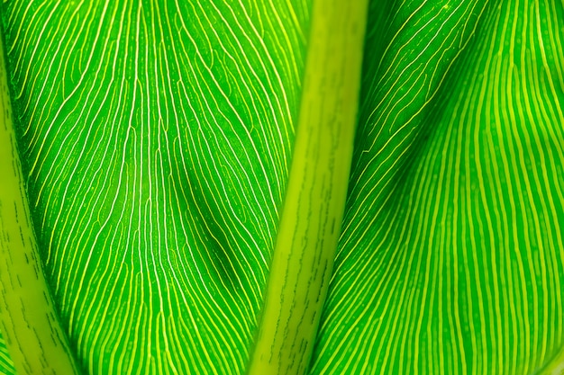 La parte posterior de las hojas verdes con hermosos diseños.