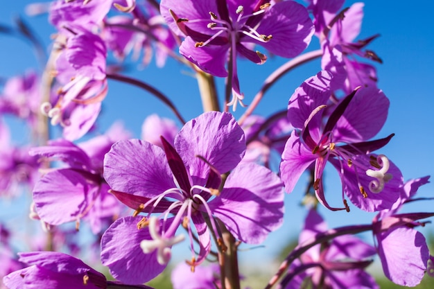 Parte del primer de la flor rosada del fireweed contra el cielo azul.