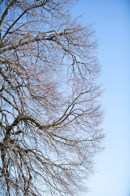 Parte de las ramas desnudas de un árbol contra el cielo azul