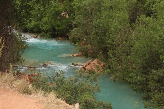 Foto parte del río de havasu falls