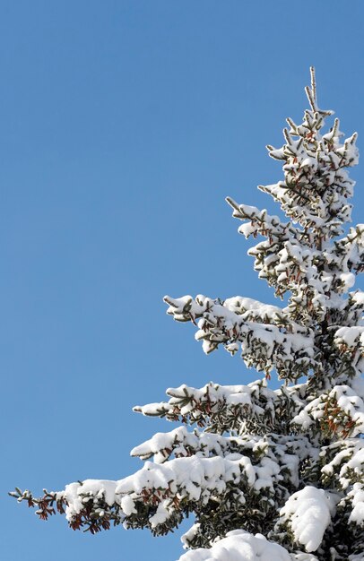 Foto parte superior del abeto cubierto de nieve de invierno con gran cantidad de conos sobre fondo de cielo azul (fácil de aislar)