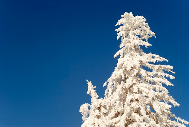 La parte superior de un abeto poderoso completamente cubierto de nieve contra un cielo azul brillante